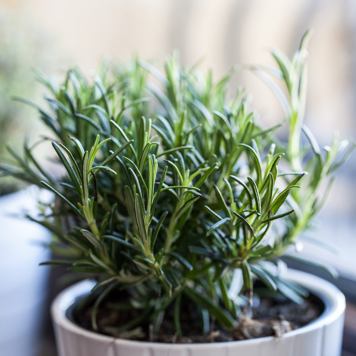 Rosemary in white pot with other white pot herb as background