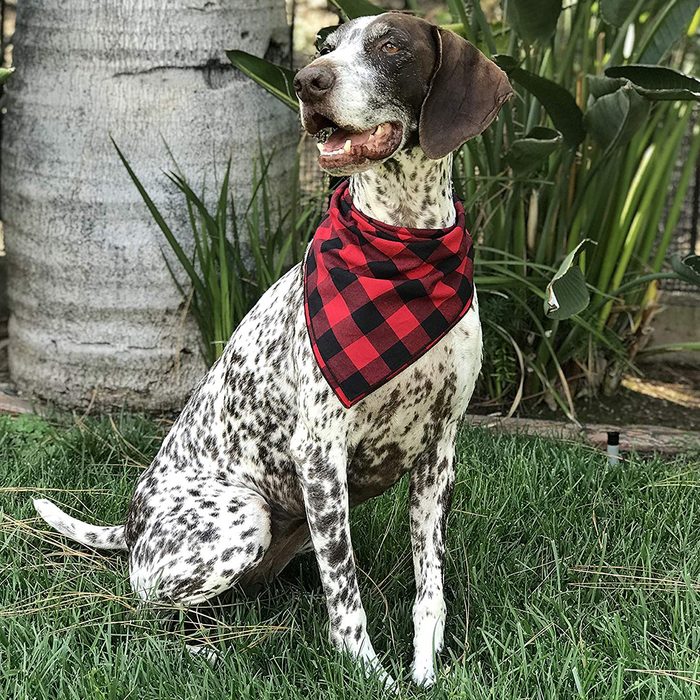 Gifts for dogs pet bandana