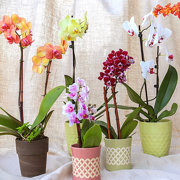 Trader Joe's orchids.