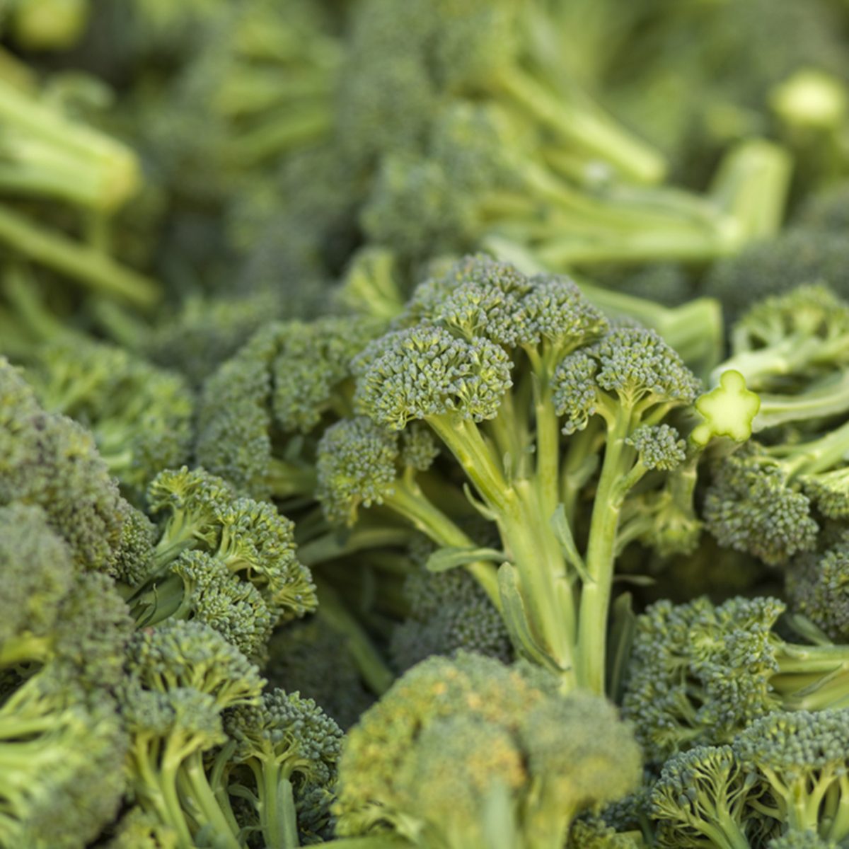 A pile of broccoli stalks at a market.