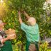How to Grow Fruit Trees in Your Own Backyard