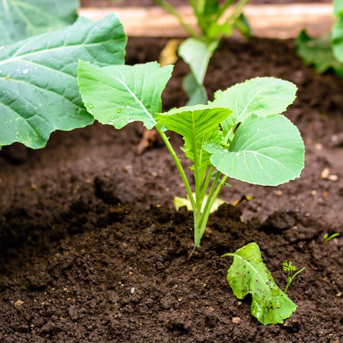 Young green sprouts cabbage kohlrabi in beds of black soil in a village house