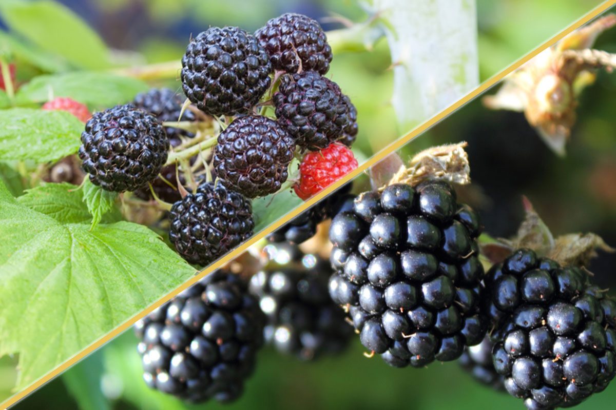 You Never Realized the Difference Between These Two Fruits