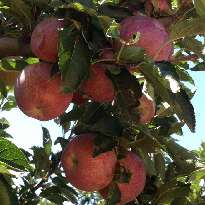 Apple Annie's