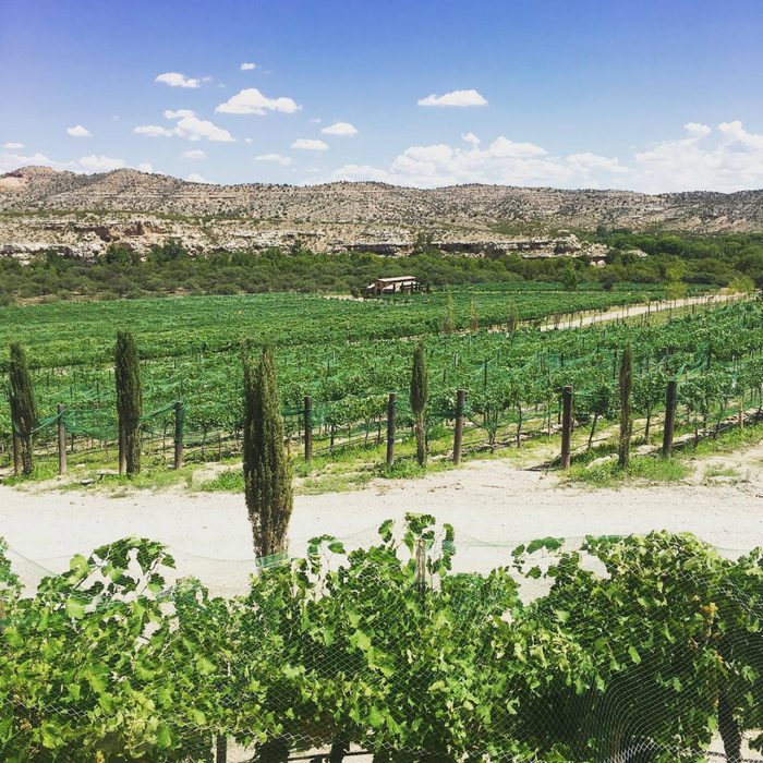Alcantara Vineyards