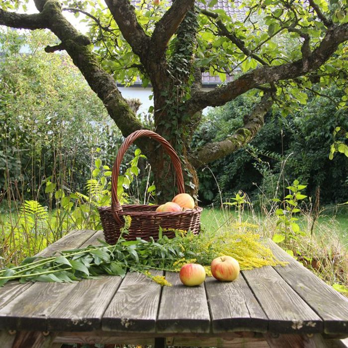 Edwards Orchard