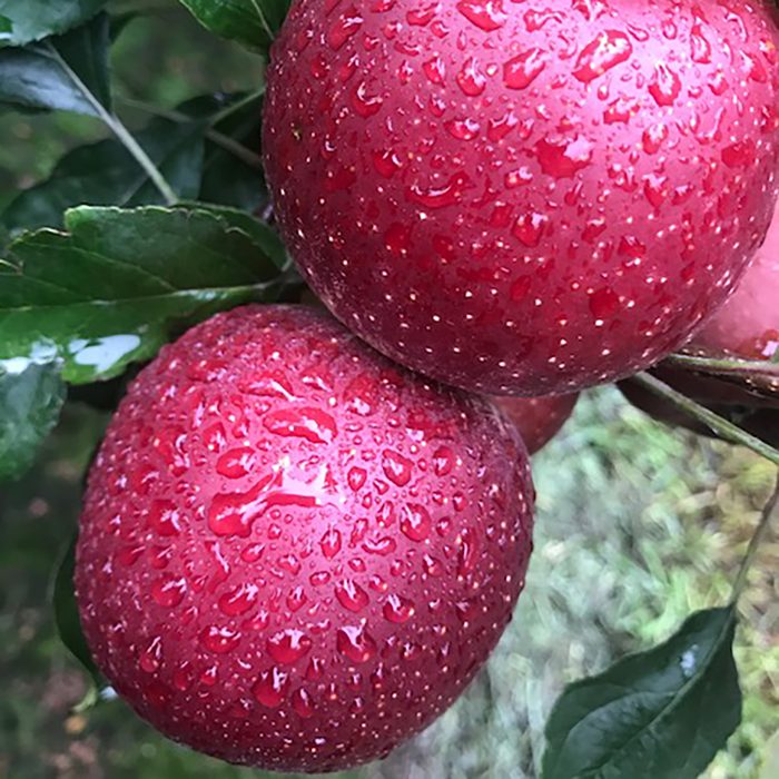 Flash Gala apple