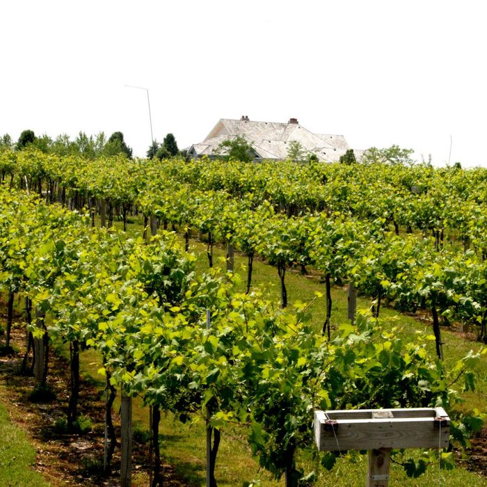 Acquaviva Winery