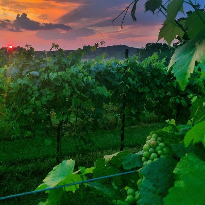 Arrington Vineyards
