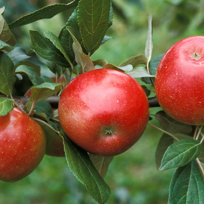 'Zestar!'(R) apple developed by the University of Minnesota, Agricultural Experiment Station. Project #21-016, "Breeding and Genetics of Fruit Crops for Cold Climates." Principal investigator: James J. Luby; scientist, David Bedford. Released in 1998. Ripens very early, August 6-13 in Minnesota. Balanced flavor and stores well.