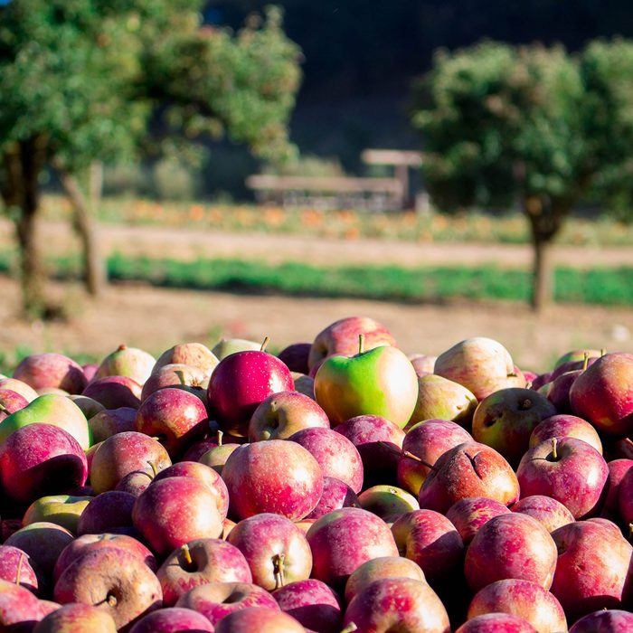 Apples at Riley's Farm