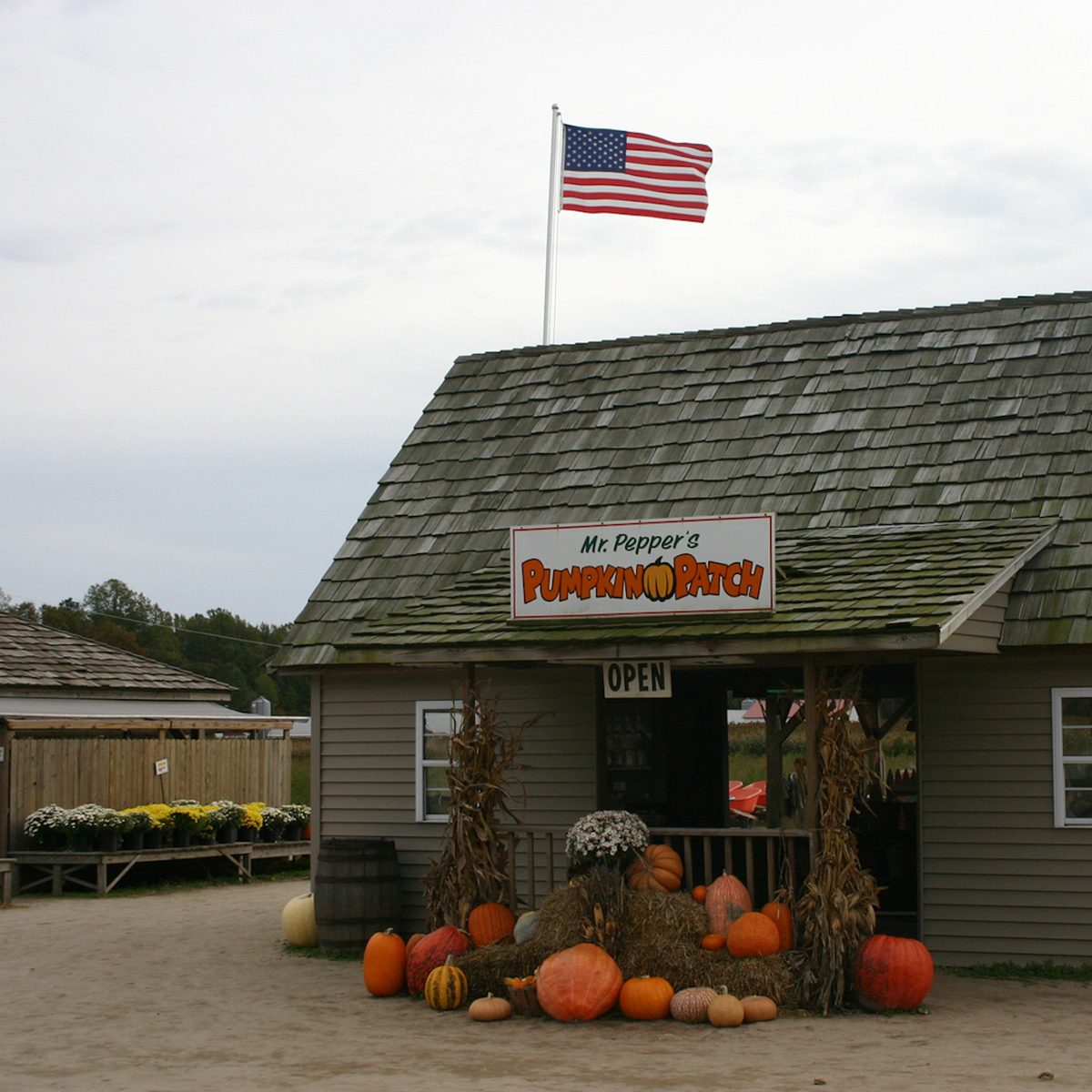 Mr. Pepper's Pumpkin Patch