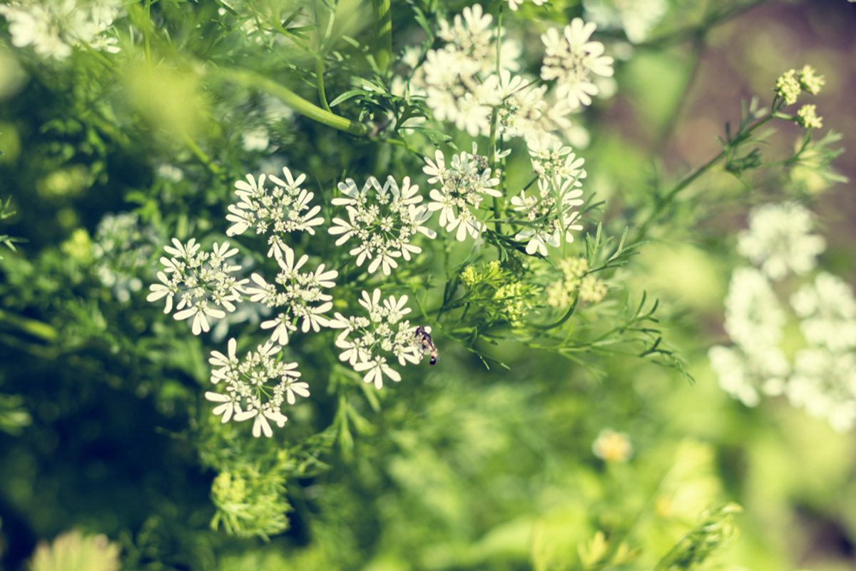 What Is Anise and How Do I Bake With It?