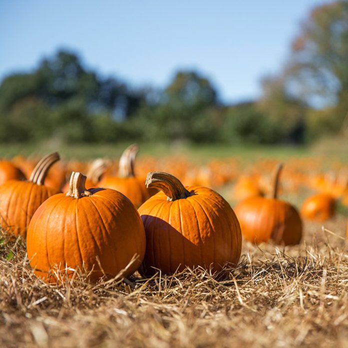 Pumpkin patch