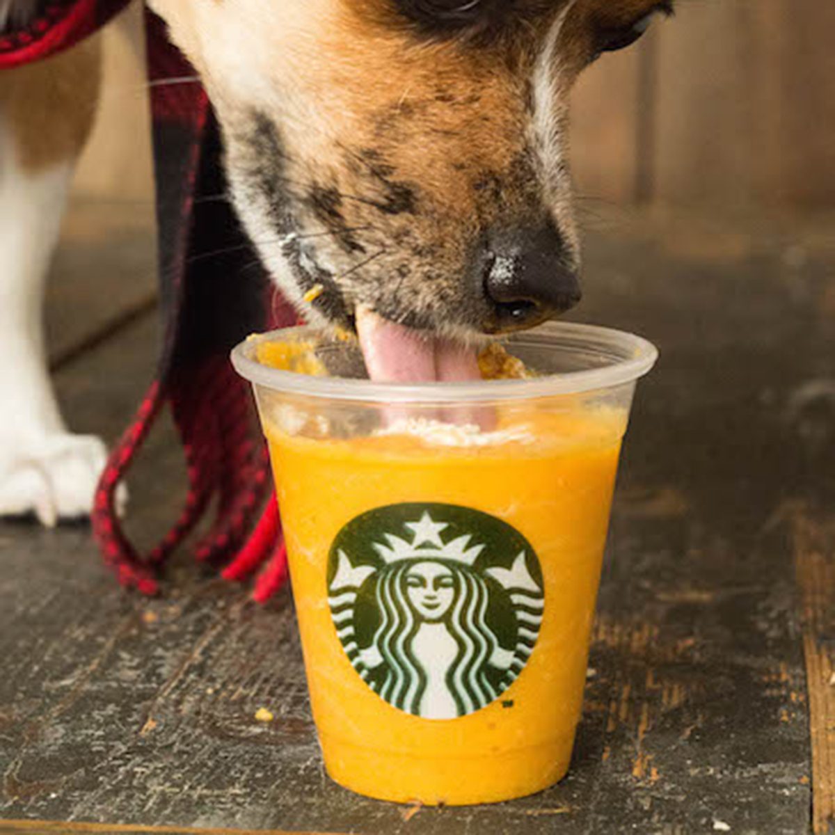 Healthy Pumpkin Puppuccino