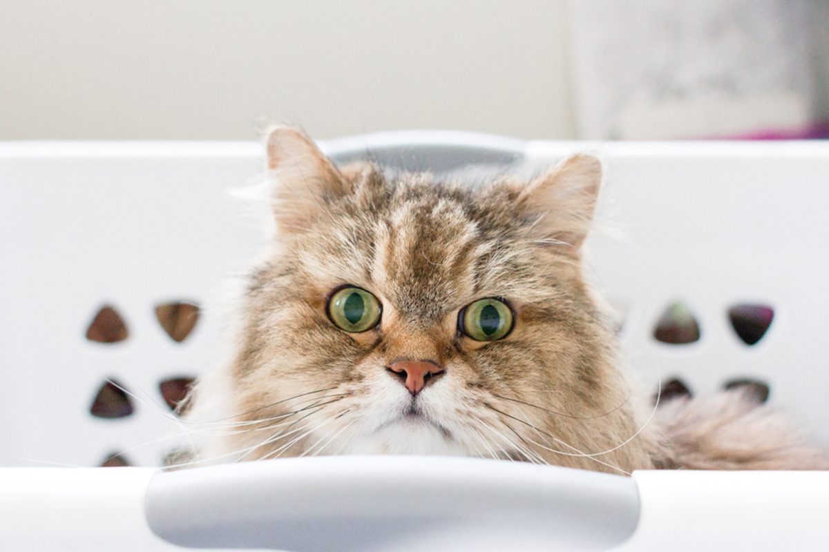 Use This Laundry Trick to Remove Pet Hair From Your Clothes and Bedding