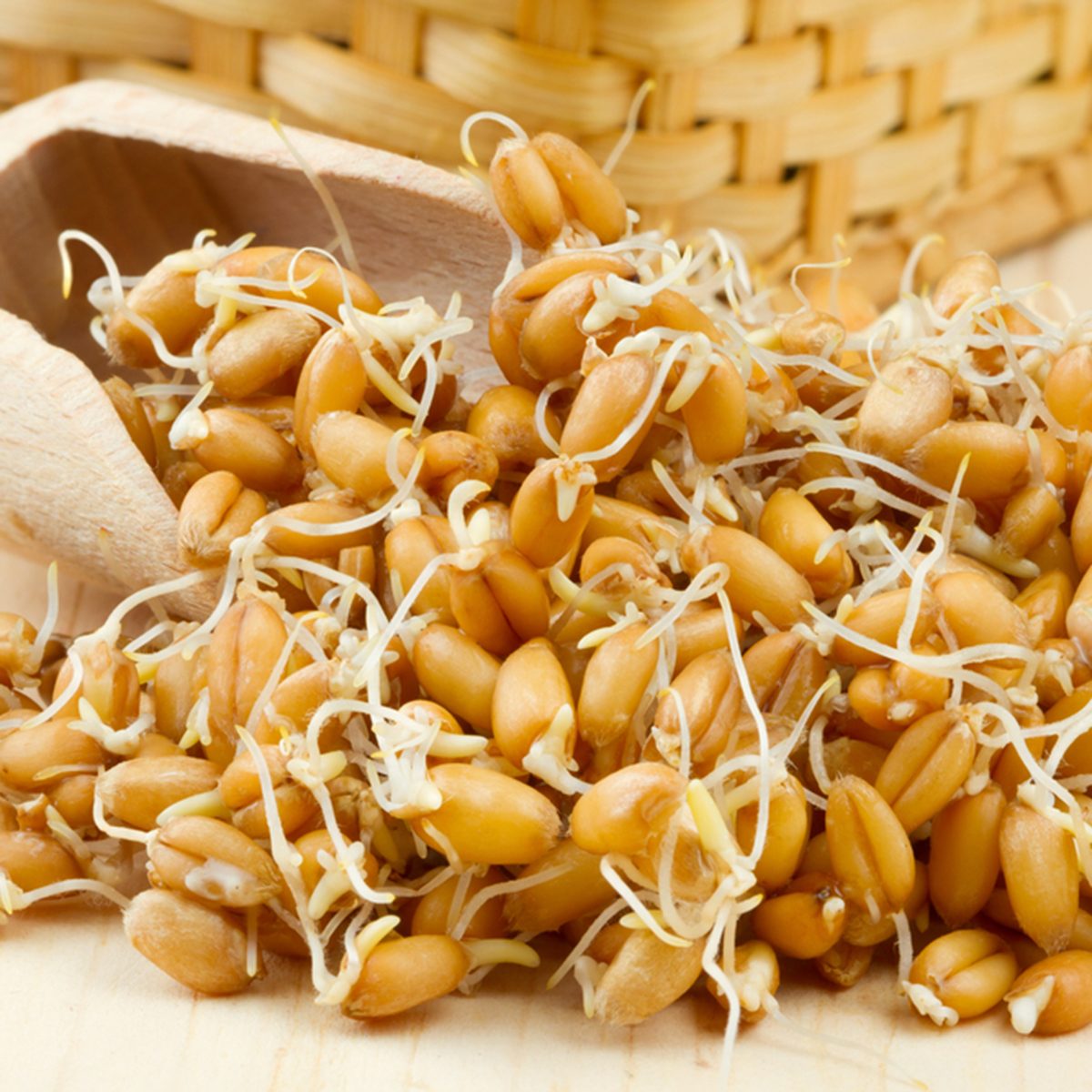Sprouted wheat seeds Wooden scoop and basket on table