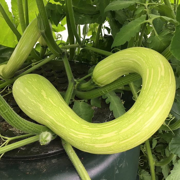 Close up of a Trombonchio summer squash.