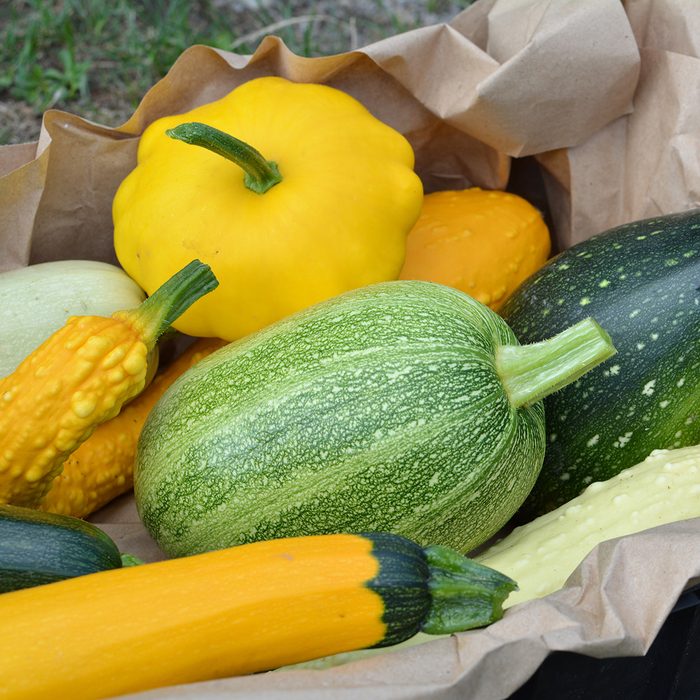 Summer squash harvest
