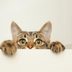 This Is Why Cats Are Afraid of Cucumbers