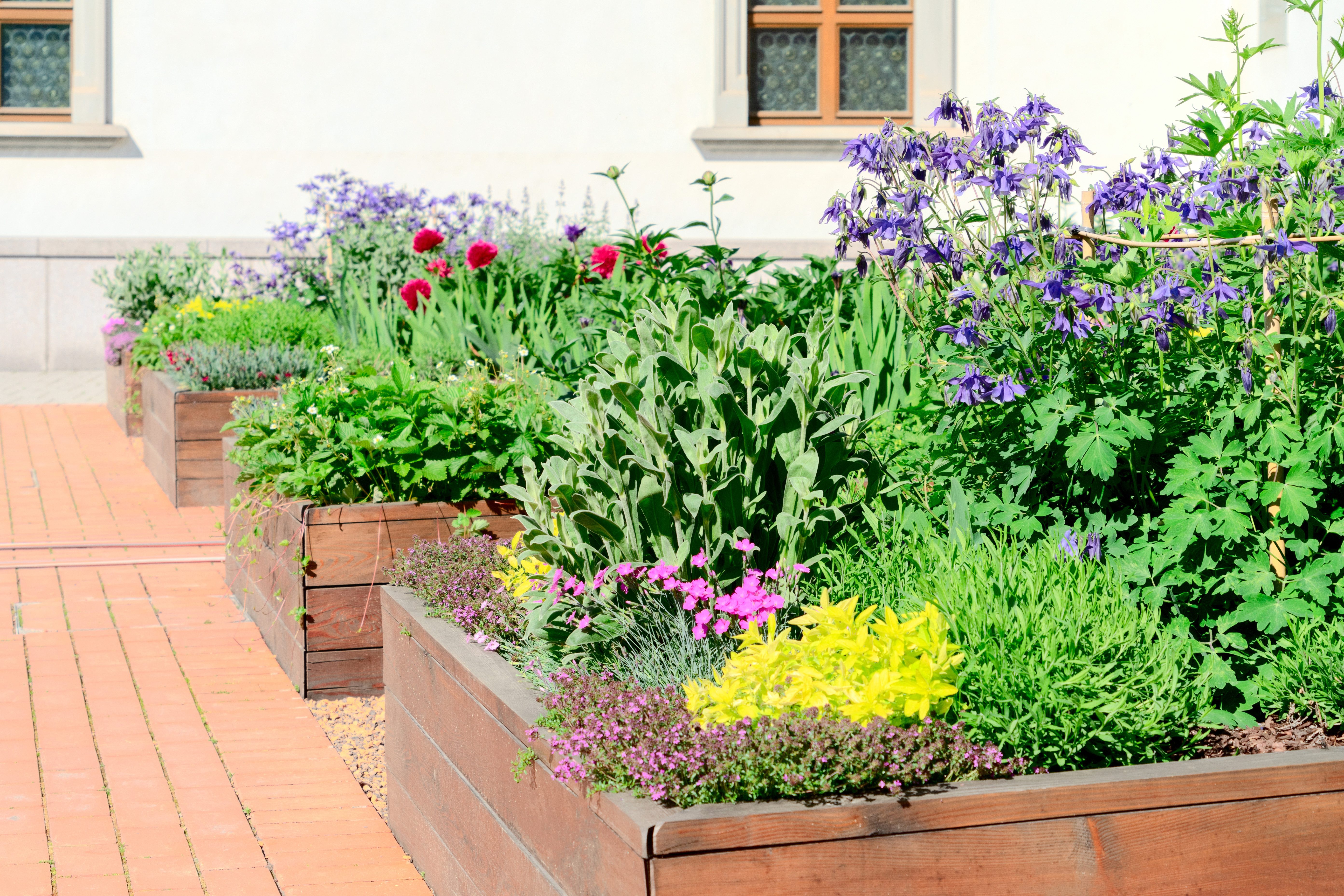 Raised beds in an urban garden growing plants flowers, herbs spices and berries; Shutterstock ID 1407108191; Job (TFH, TOH, RD, BNB, CWM, CM): TOH Edible Landscaping