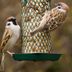 The Best Foods in Your Kitchen to Attract Backyard Birds