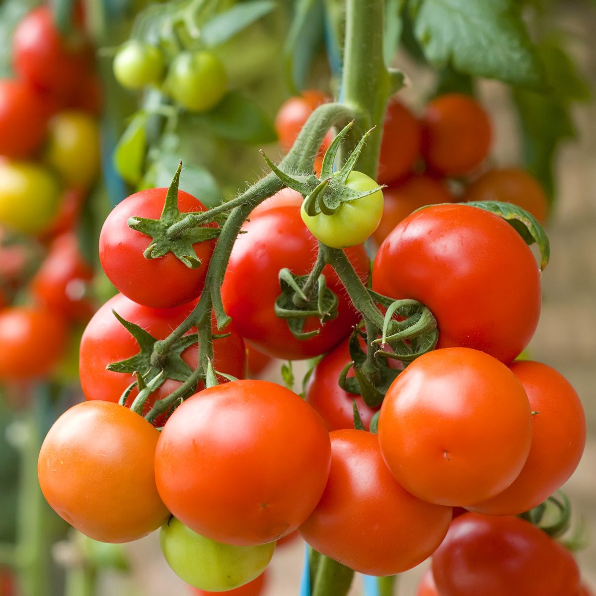 RIpe garden tomatoes ready for picking; Shutterstock ID 49492744; Job (TFH, TOH, RD, BNB, CWM, CM): Taste of Home
