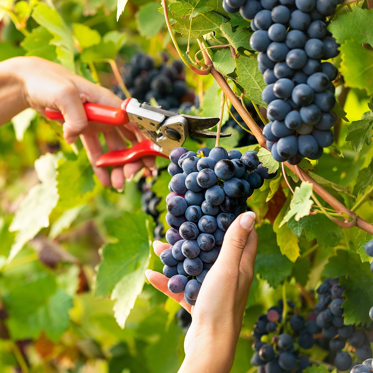 Young pretty woman picking bunches of ripe black grapes on the vines in a winery vineyard in a close up view of her hands and secateurs
