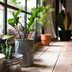 14 Tips for Caring for Houseplants Through Winter