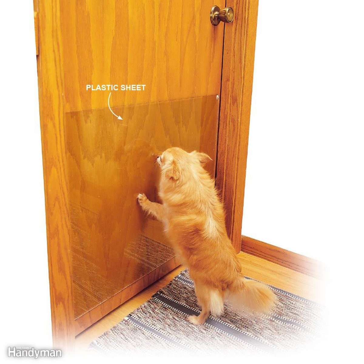 Cat scratching at plastic sheet over door