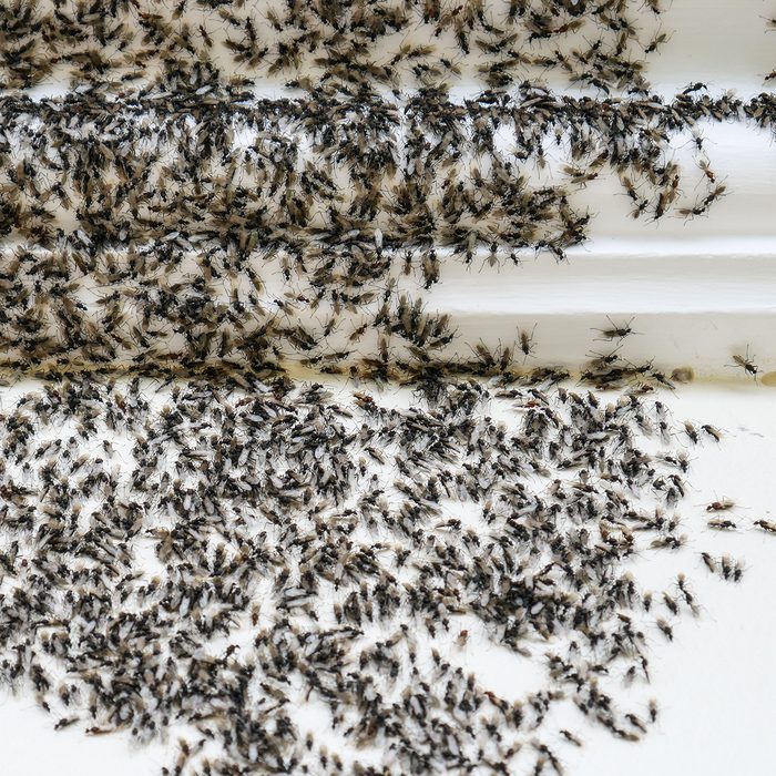 Ants attack