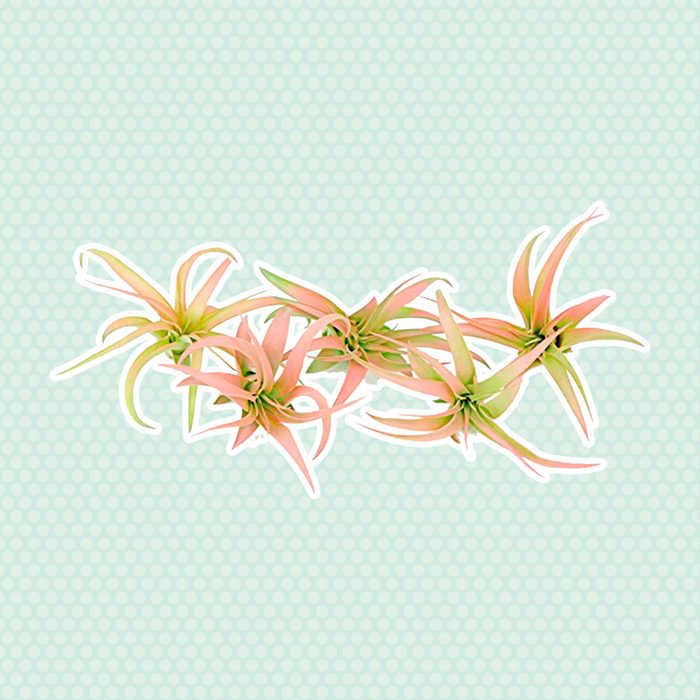 Air plant