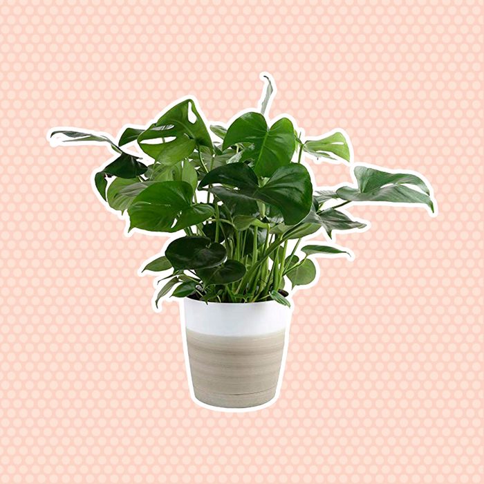 Monstera plant