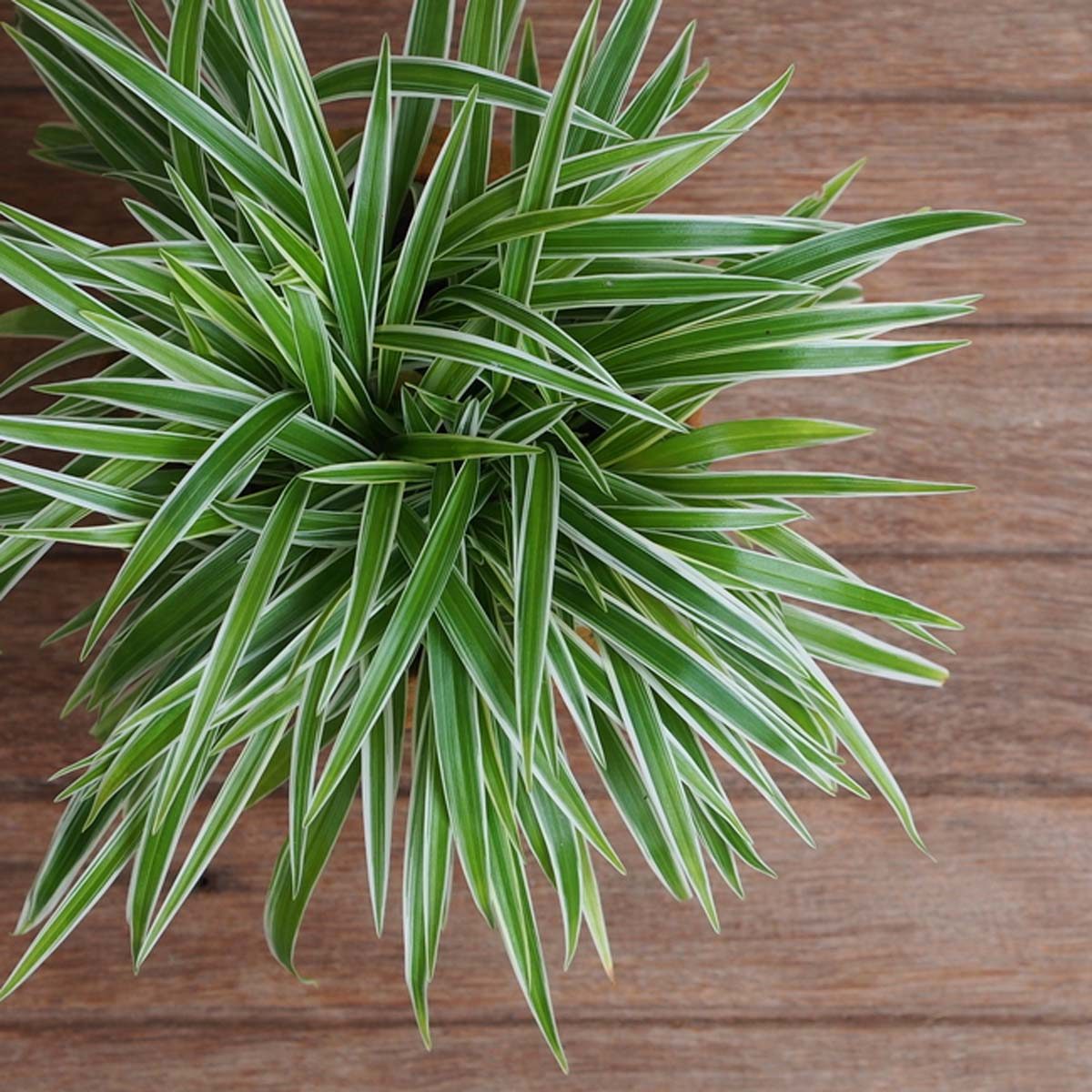 Hardworking Plants