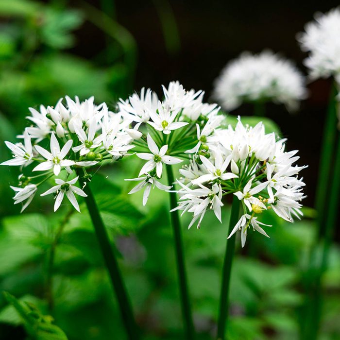 Garlic