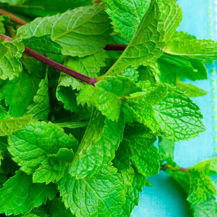 Catnip