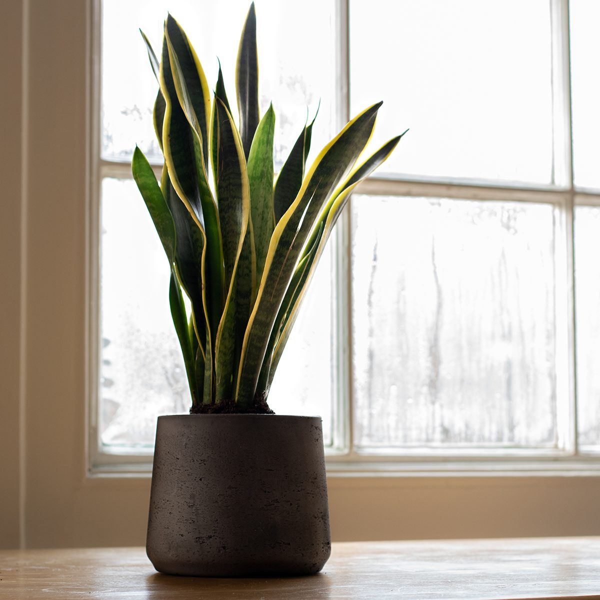 A Sansevieria trifasciata indoor plant, next to a nice white interior.