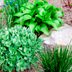 10 Tips to Create an Affordable Garden