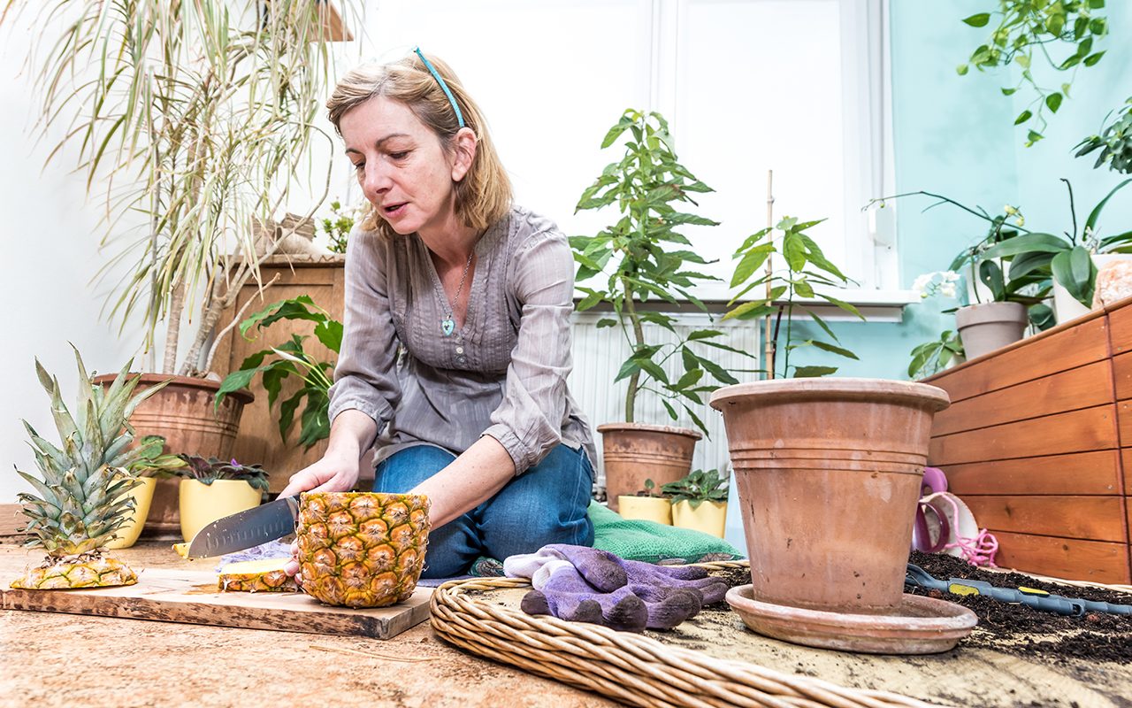How to Grow a Pineapple
