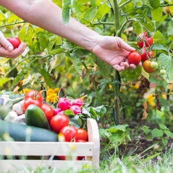Vegetable garden