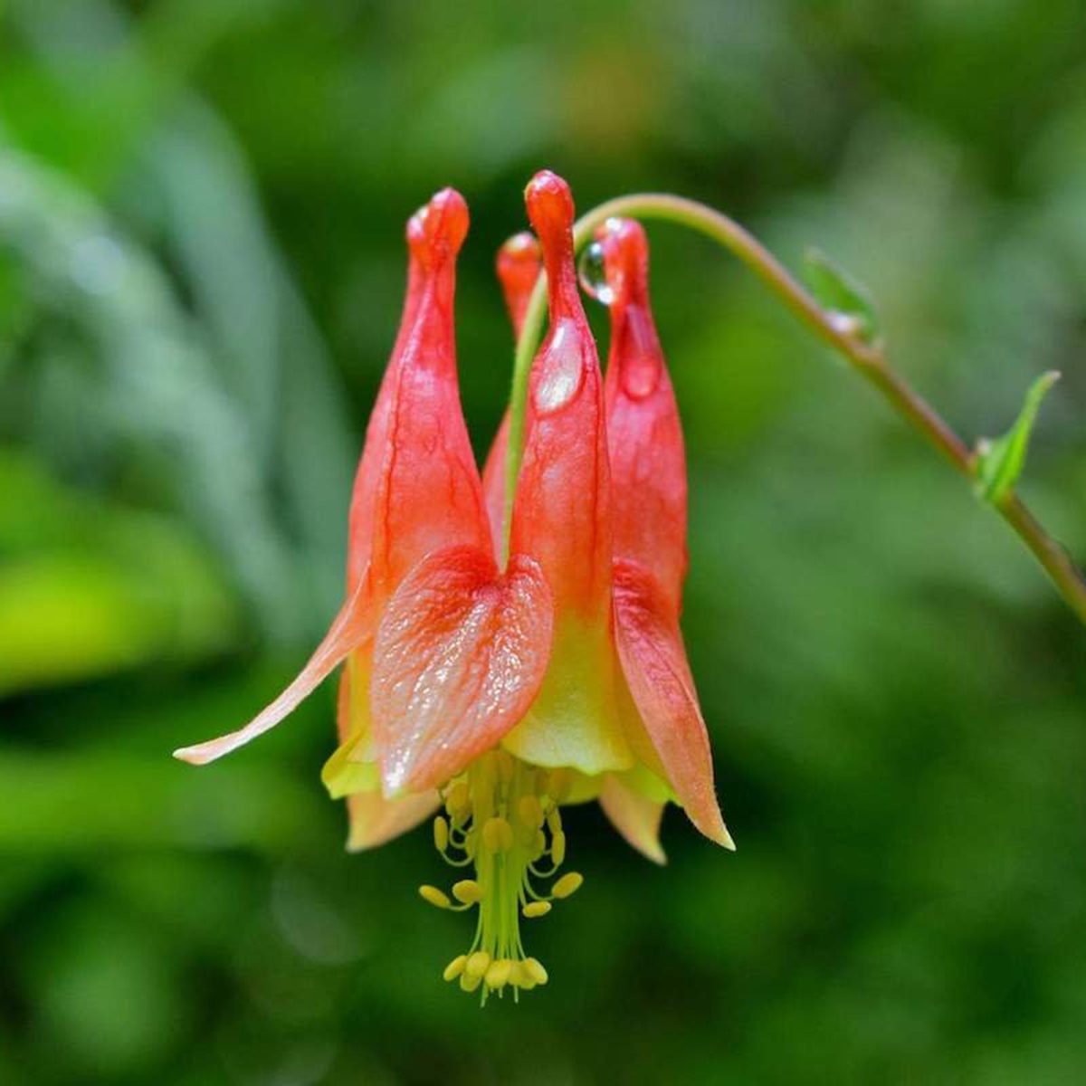 Red columbine flower