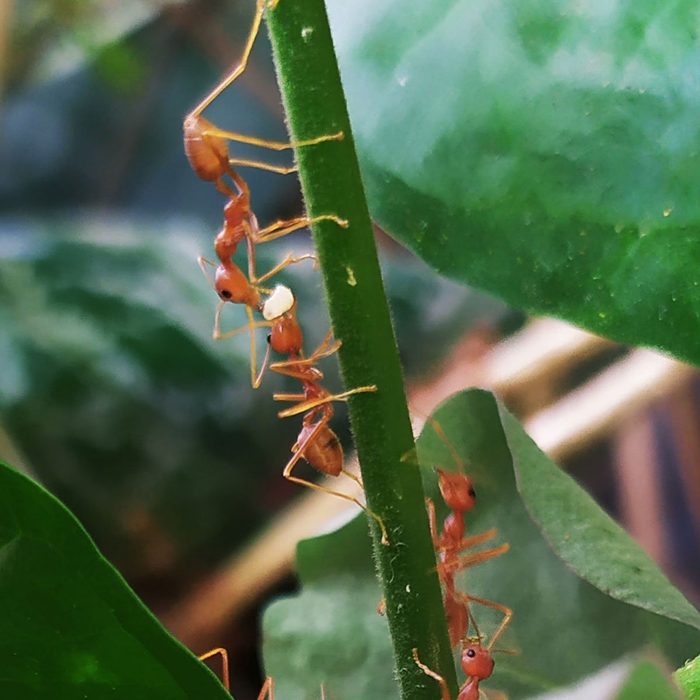 Fire ants