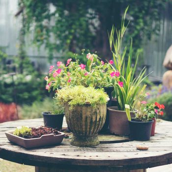 Plants in heat