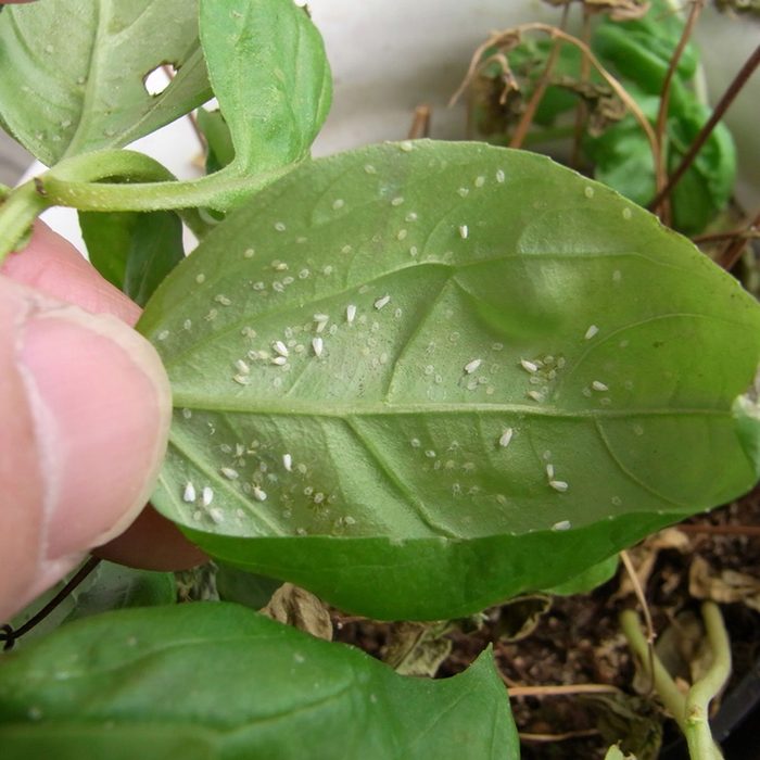 whiteflies