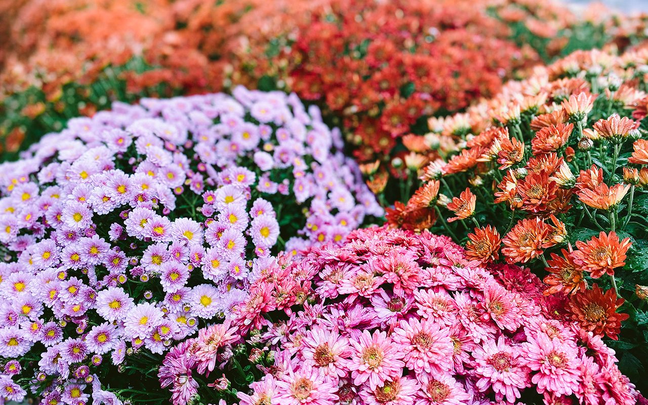 How to Care for Chrysanthemums: 6 Things You Need to Know About Mums