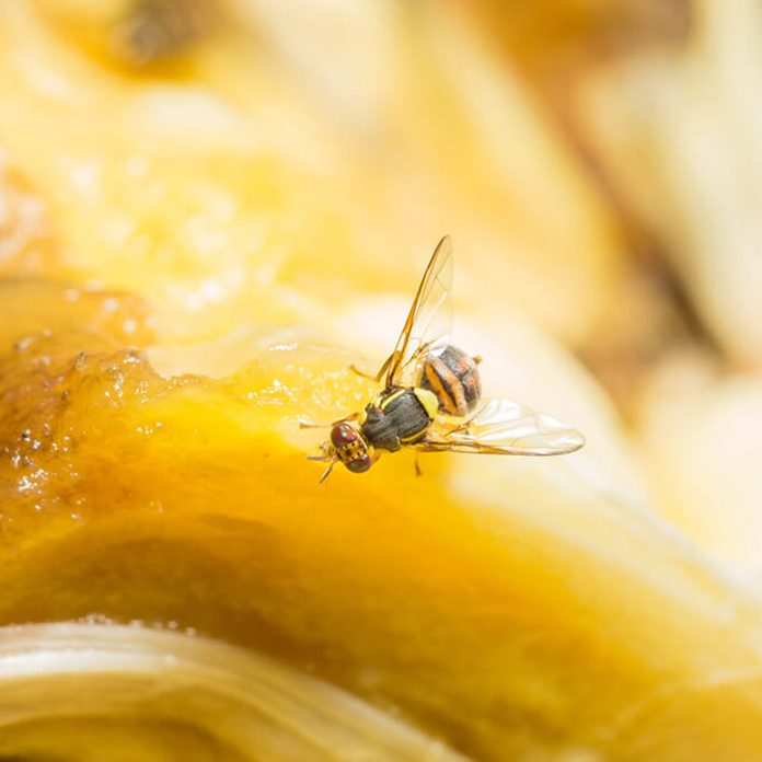 Fruit fly