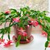 This Thanksgiving Cactus Is the Perfect Turkey Day Centerpiece