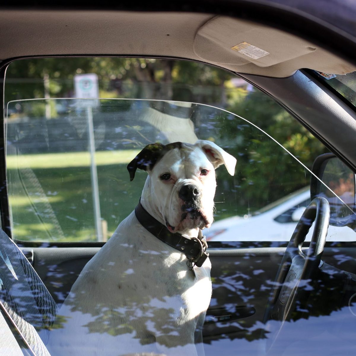 Dog sits in driver's seat of vehicle.Dog looks towards camerasteering wheel visibleRrflections on window glass.