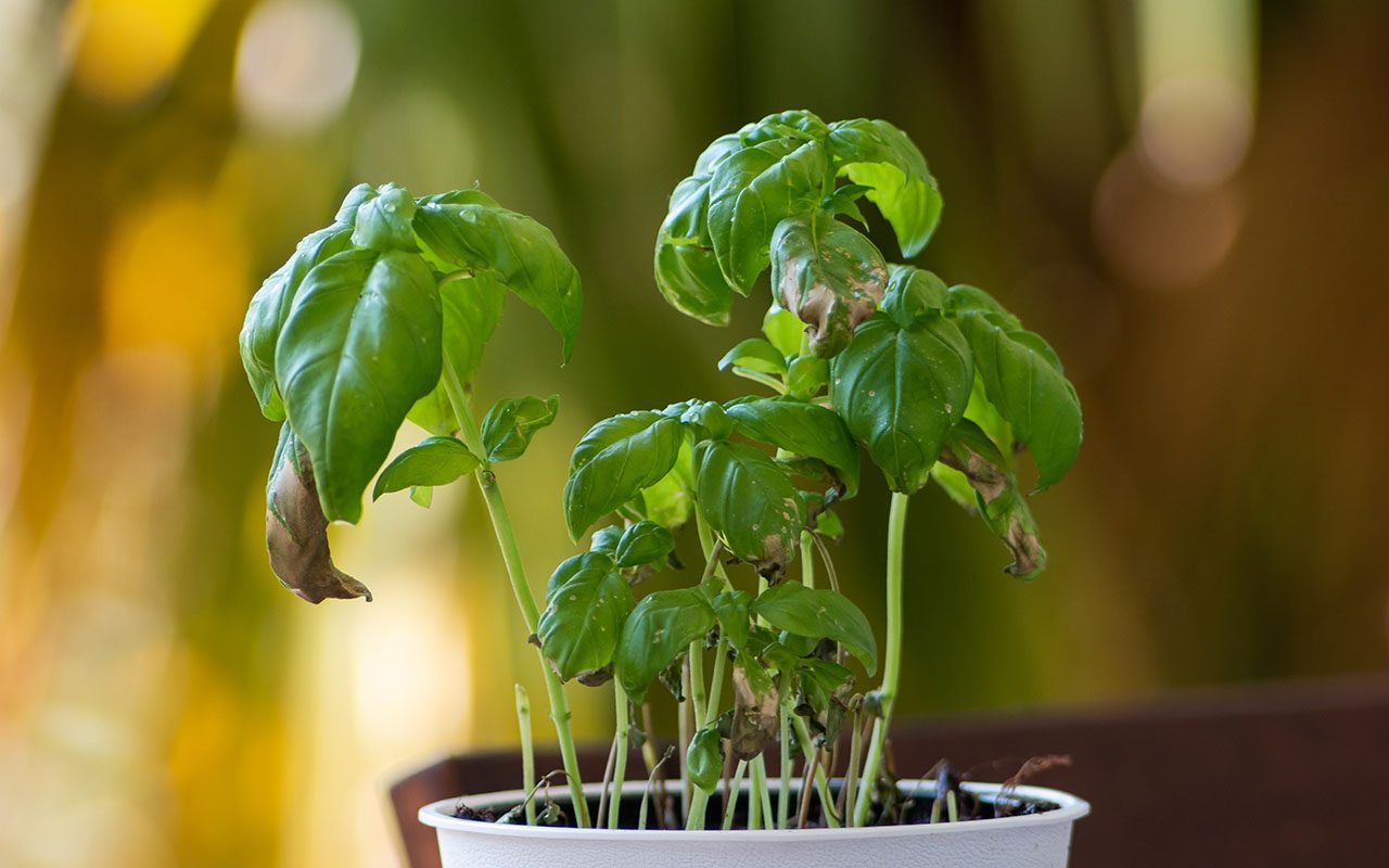 Why Does My Plant Have Brown Tips on the Leaves?