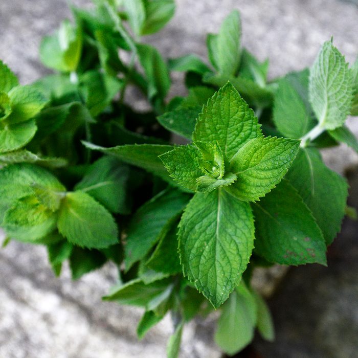 BRUNSWICK, ME - JULY 10: Mint Leaves at Christine Burns Rudalevige's home Tuesday, July 10, 2018. (Staff photo by Shawn Patrick Ouellette/Portland Portland Press Herald via Getty Images)